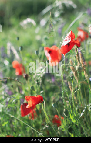 Wildblumen Flieder Mohnblumen, Weizenfelder Stockfoto