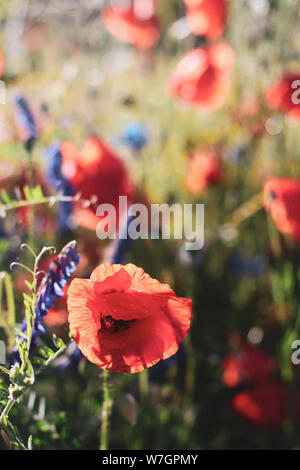 Wildblumen Flieder Mohnblumen, Weizenfelder Stockfoto