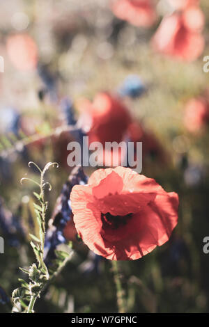 Wildblumen Flieder Mohnblumen, Weizenfelder Stockfoto