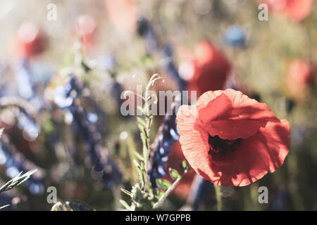 Wildblumen Flieder Mohnblumen, Weizenfelder Stockfoto