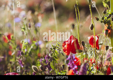 Wildblumen Flieder Mohnblumen, Weizenfelder Stockfoto
