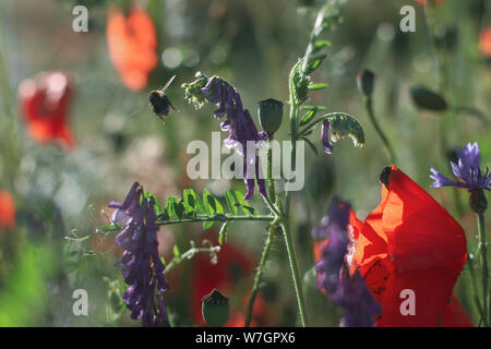 Wildblumen Flieder Mohnblumen, Weizenfelder Stockfoto