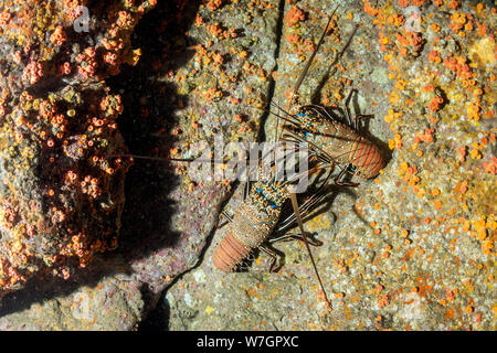 Riesige Hummer beim Kämpfen auf Rock Hintergrund Stockfoto