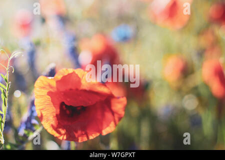 Wildblumen Flieder Mohnblumen, Weizenfelder Stockfoto