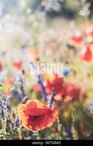 Wildblumen Flieder Mohnblumen, Weizenfelder Stockfoto