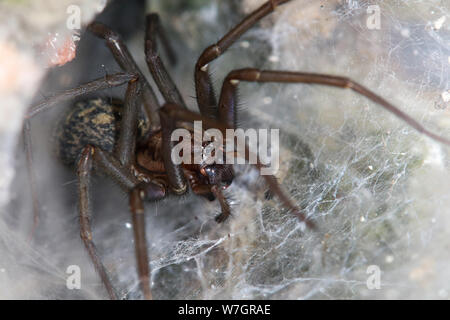 Großes Haus Spinne (tegenaria domestica) sitzt in das Netz für die Aufnahme von Insekten Stockfoto
