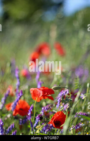 Wildblumen Flieder Mohnblumen, Weizenfelder Stockfoto