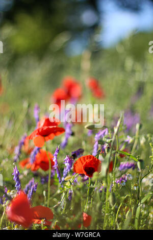 Wildblumen Flieder Mohnblumen, Weizenfelder Stockfoto