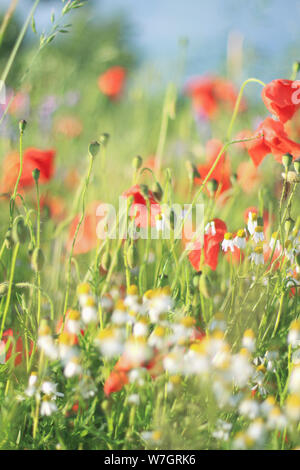 Wildblumen Flieder Mohnblumen, Weizenfelder Stockfoto