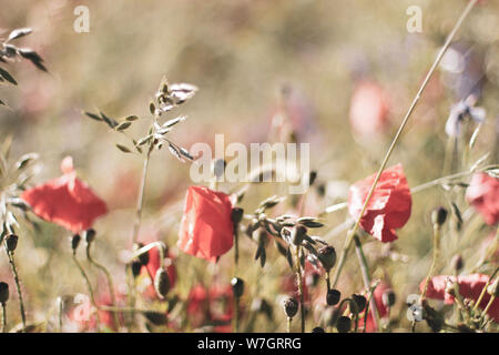 Wildblumen Flieder Mohnblumen, Weizenfelder Stockfoto