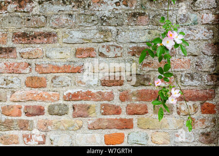 Hintergrund Textur einer alten Mauer mit einer Rose Niederlassung auf einer Seite Stockfoto