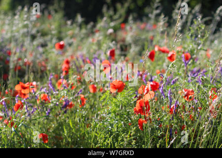 Wildblumen Flieder Mohnblumen, Weizenfelder Stockfoto