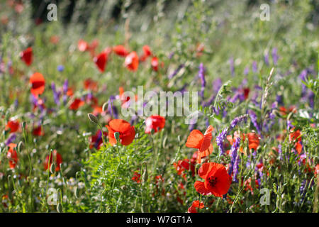 Wildblumen Flieder Mohnblumen, Weizenfelder Stockfoto