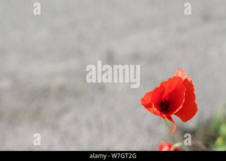 Wildblumen Flieder Mohnblumen, Weizenfelder Stockfoto
