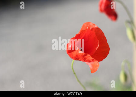 Wildblumen Flieder Mohnblumen, Weizenfelder Stockfoto