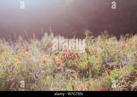 Wildblumen Flieder Mohnblumen, Weizenfelder Stockfoto