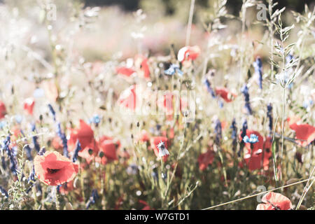 Wildblumen Flieder Mohnblumen, Weizenfelder Stockfoto