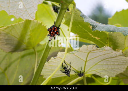 Gefleckte LANTERNFLY NYMPHE 4. INSTAR auf Reben, Pennsylvania Stockfoto