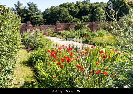 Roter Mohn, das in der ummauerten Garten an Clumber Park, Worksop, Nottinghamshire UK