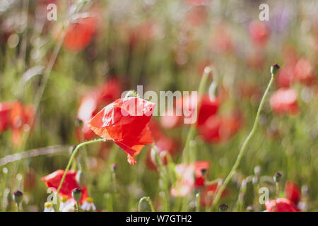 Wildblumen Flieder Mohnblumen, Weizenfelder Stockfoto