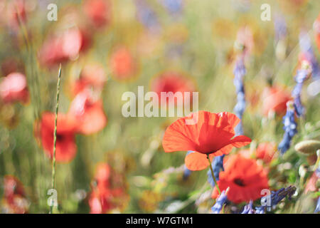 Wildblumen Flieder Mohnblumen, Weizenfelder Stockfoto