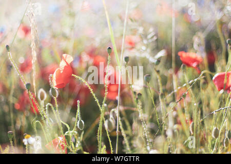 Wildblumen Flieder Mohnblumen, Weizenfelder Stockfoto