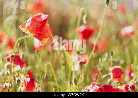 Wildblumen Flieder Mohnblumen, Weizenfelder Stockfoto