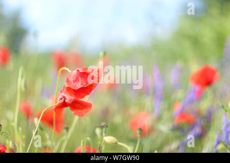 Wildblumen Flieder Mohnblumen, Weizenfelder Stockfoto