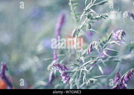 Wildblumen Flieder Mohnblumen, Weizenfelder Stockfoto