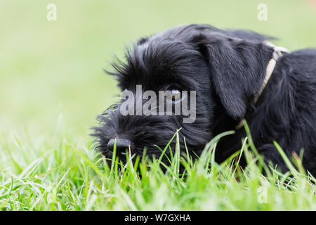 Closeup Portrait einer niedlichen Standard schnauzer Welpen, die im Gras liegt Stockfoto
