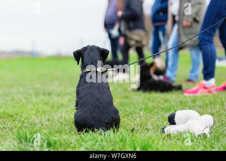 Rückansicht eines Standard schnauzer Welpen, die während des Welpen Schule auf der Dog Training Feld sitzt Stockfoto