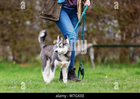 Frau mit einem Husky Welpen bei Welpen Schule auf einem Hund Ausbildung Feld Stockfoto