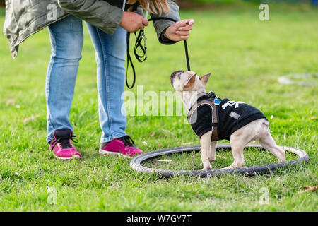 Frau Züge mit eine französische Bulldogge Welpen auf einem Hund training Feld Stockfoto