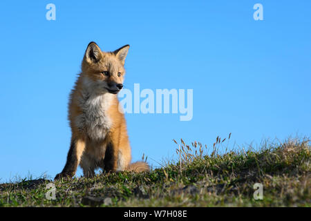 Red Fox Kit am Cape St. Mary's Ecological Reserve, Neufundland, Kanada. Stockfoto