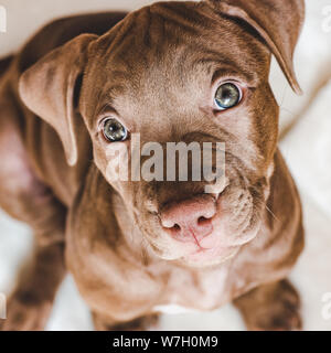 Junge, charmante Welpen. Studio Foto. Animal Care Stockfoto