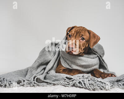 Junge Welpen, in einem grauen Schal gewickelt Stockfoto