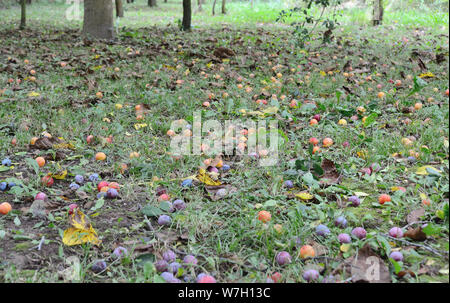 Pflaumen auf den Boden vom Baum gefallen. Prunus cerasifera, Kirsche - Pflaumen Stockfoto