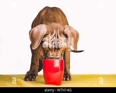 Junge, charmante Welpen. Studio Foto. Animal Care Stockfoto