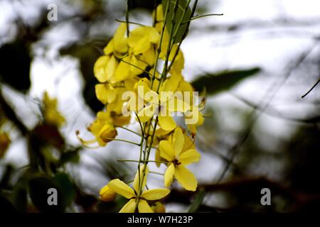 Bündel von gelben Blumen Stockfoto