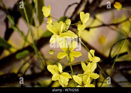 Bündel von gelben Blumen Stockfoto