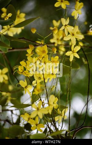 Bündel von gelben Blumen Stockfoto