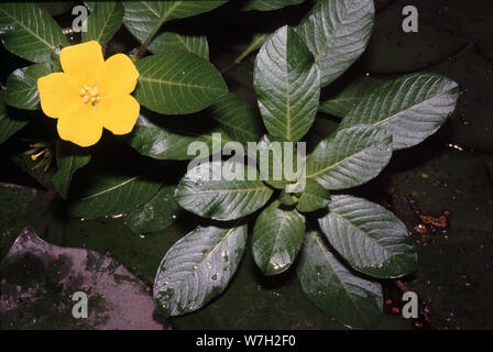 Uruguay oder Große nachtkerze Blüte, Ludwigia grandiflora Stockfoto