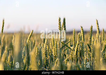 Weizenfeld close-up: Junge saftige frische grüne Weizenähren Spikes auf der Agrarwirtschaft. Muster der Weizen ährchen mit einem warmen weichen Frühling Sonne Stockfoto