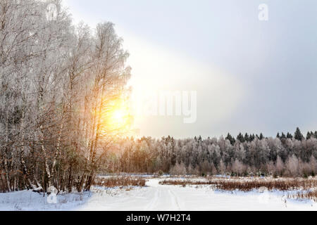 Winter Abend am Rande des Waldes. Stockfoto