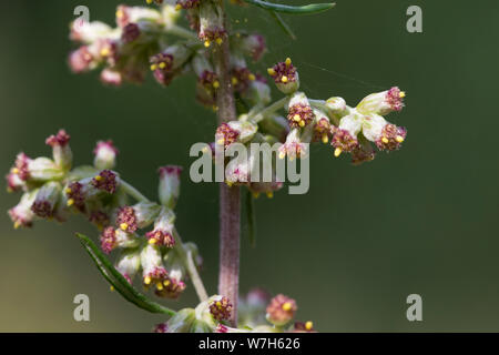 Beifuß, Gewöhnlicher Beifuß, Beifuss, Sky, Blüte, blühend, Artemisia vulgaris, Beifuß, Wermut, wilder Wermut, Wermut, L'Armoise Gemeinde Stockfoto