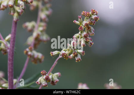 Beifuß, Gewöhnlicher Beifuß, Beifuss, Sky, Blüte, blühend, Artemisia vulgaris, Beifuß, Wermut, wilder Wermut, Wermut, L'Armoise Gemeinde Stockfoto