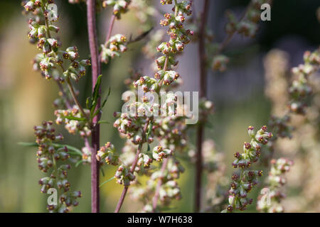 Beifuß, Gewöhnlicher Beifuß, Beifuss, Sky, Blüte, blühend, Artemisia vulgaris, Beifuß, Wermut, wilder Wermut, Wermut, L'Armoise Gemeinde Stockfoto