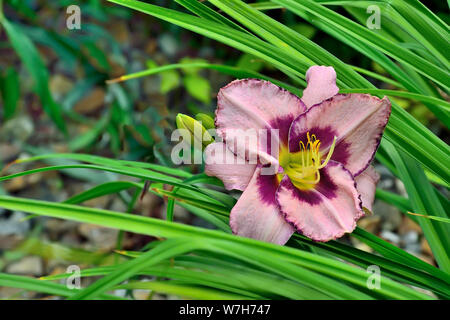 Schöne blühende Rosa mit lila Tag Lily oder Hemerocallis Nahaufnahme im Sommergarten. Zarte Blume mit Blättern. Gartenbau, Blumenzucht und Stockfoto