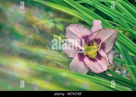 Natürliche künstlerische floral background - sanft rosa mit lila daylily Blume mit Blättern in der Nähe bei Sonnenlicht. Sanfte Farben, unscharfe Ecke als Raum für Stockfoto
