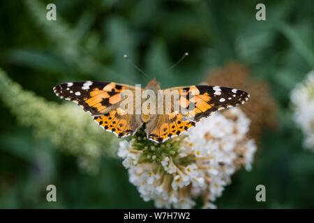 Schmetterling Vanessa Cardui oder Cynthia Cardui im Garten Stockfoto